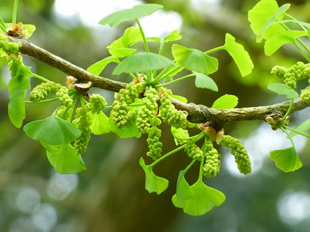 イチョウ 神戸市立森林植物園