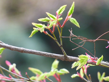 イロハモミジ 神戸市立森林植物園