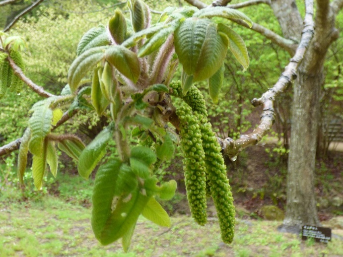 オニグルミ 神戸市立森林植物園