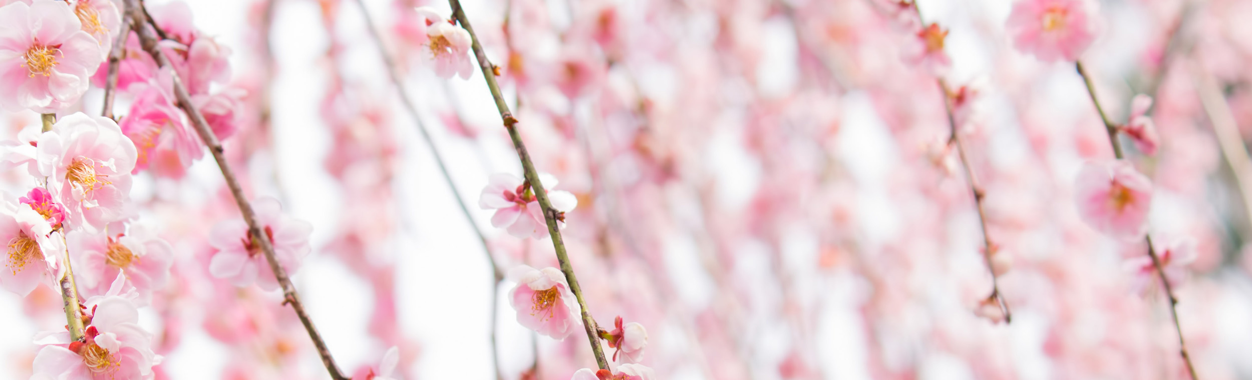 https://www.kobe-park.or.jp/sougou/wp-content/themes/sougou2016/images/category_picture/contact.jpg
