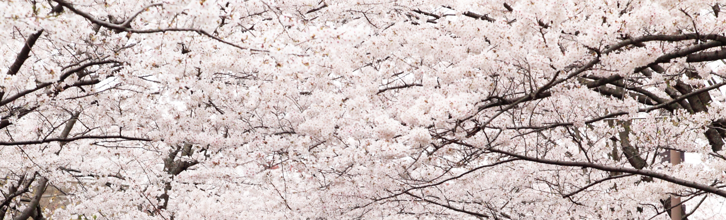 https://www.kobe-park.or.jp/sougou/wp-content/themes/sougou2016/images/category_picture/information.jpg