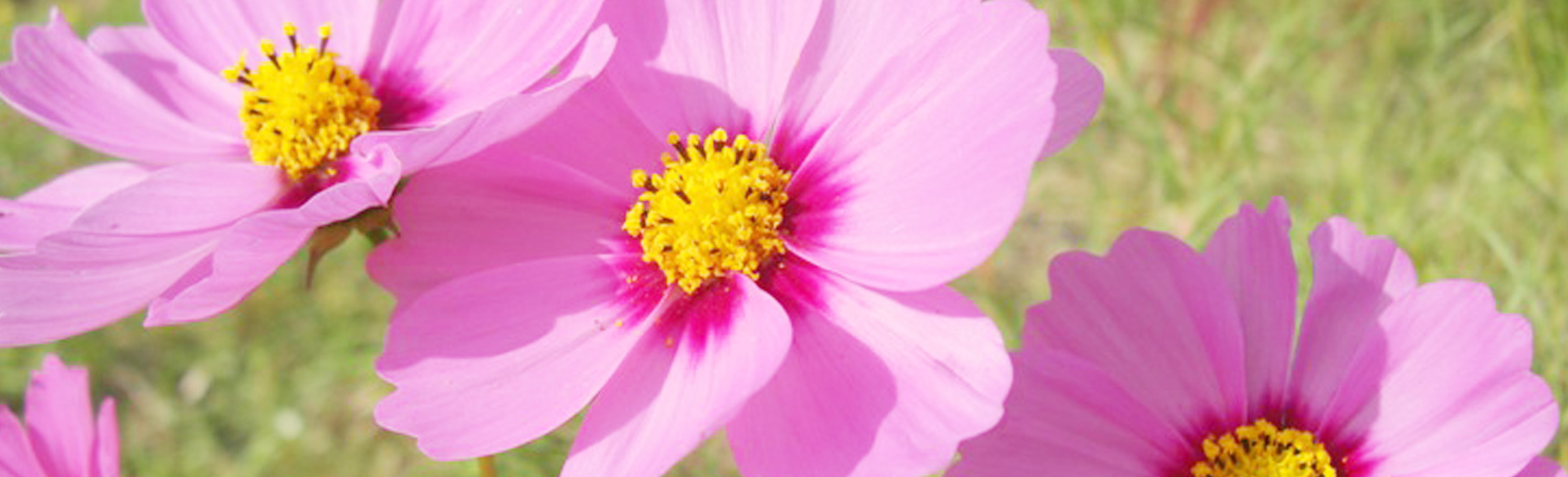 https://www.kobe-park.or.jp/sougou/wp-content/themes/sougou2016/images/category_picture/sitemap.jpg