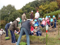 幼稚園児達と一緒にコスモス苗植え