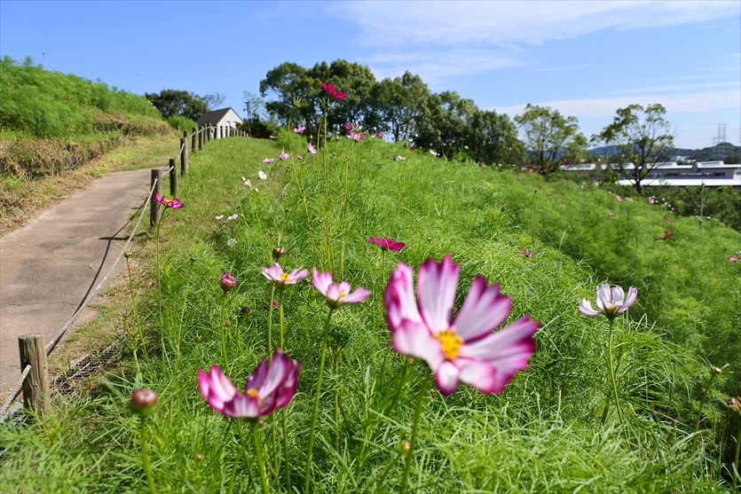 神戸総合運動公園 Kobe Sports Park 神戸総合運動公園 Kobe Sports Park