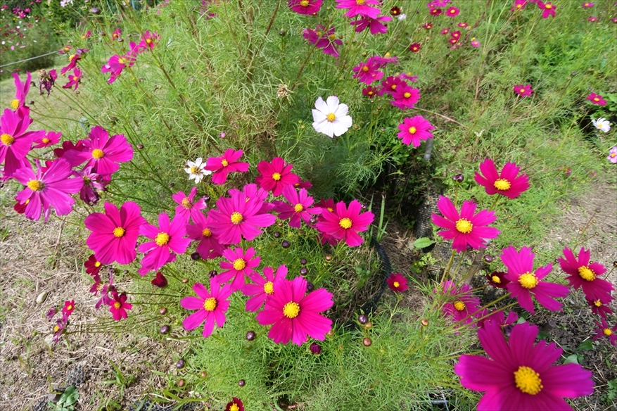 神戸総合運動公園 Kobe Sports Park