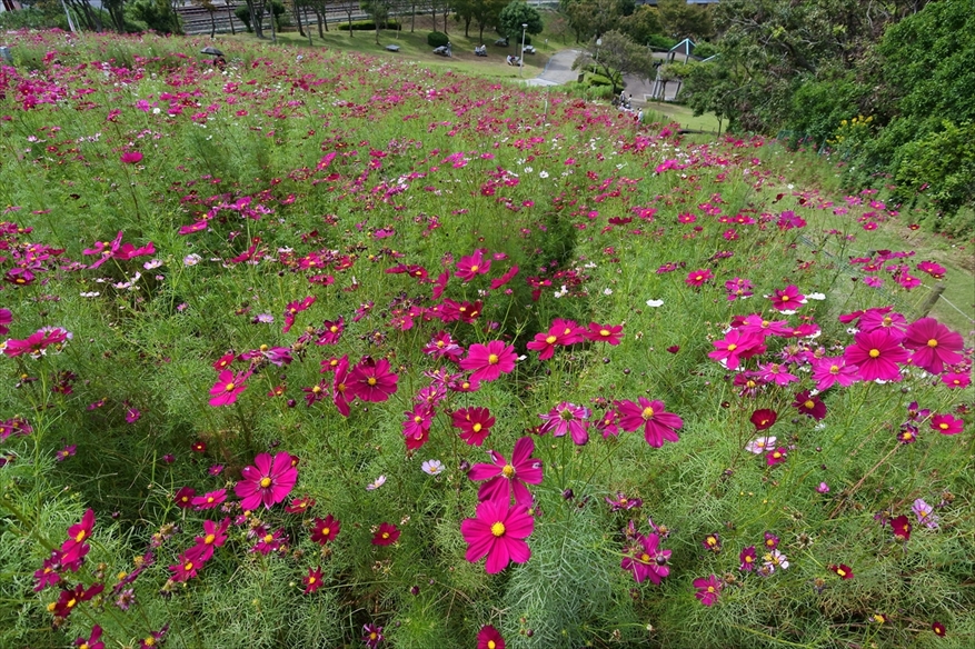 神戸総合運動公園 Kobe Sports Park