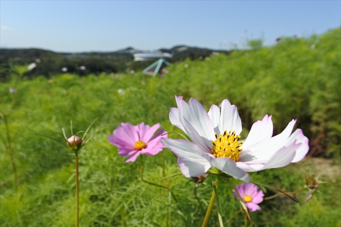 神戸総合運動公園 Kobe Sports Park